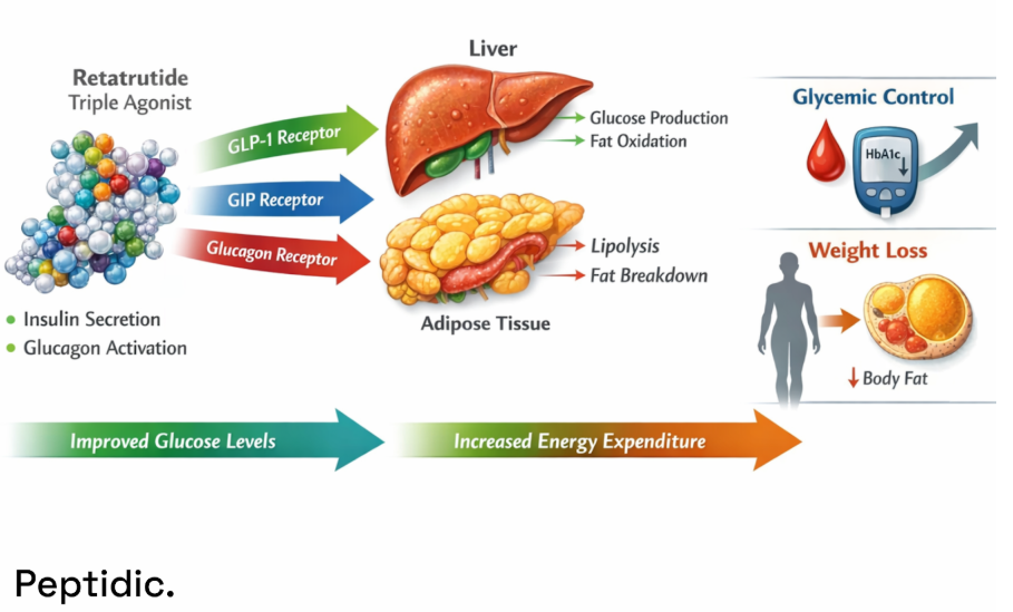 retatrutide mechanism triple agonist glp-1 gip glucagon receptor Demonstrated metabolic effects of GIP, and GCG agonism as mono, Retatrutide: How Triple GLP-1/GIP/Glucagon Receptor