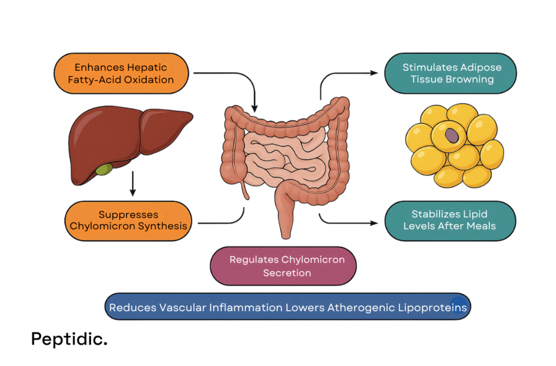 Diagram showing GLP-1 receptor pathways regulating lipid metabolism, oxidation, and cholesterol efflux.