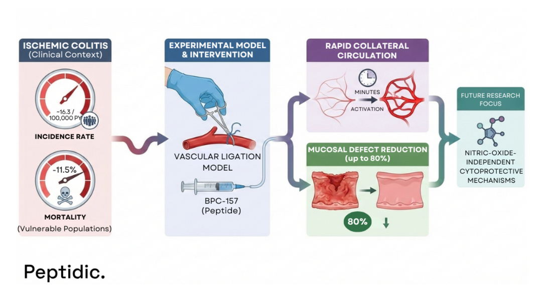 Diagram illustrating BPC-157 research in ischemic colitis models, vascular ligation, and mucosal protection mechanisms.
