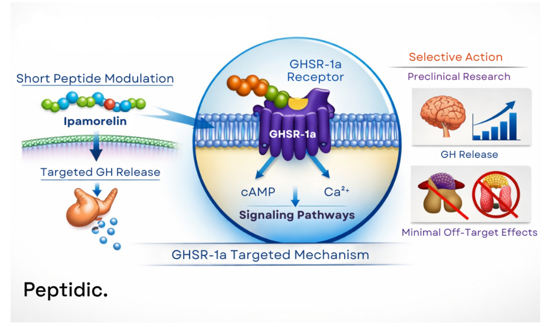  Diagram illustrating ipamorelin receptor-specific GHSR-1a signaling mechanisms in controlled preclinical research models.