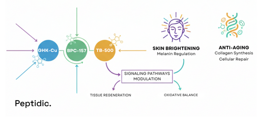 Diagram showing Glow Peptide components and their roles in skin-brightening and anti-ageing pathways.