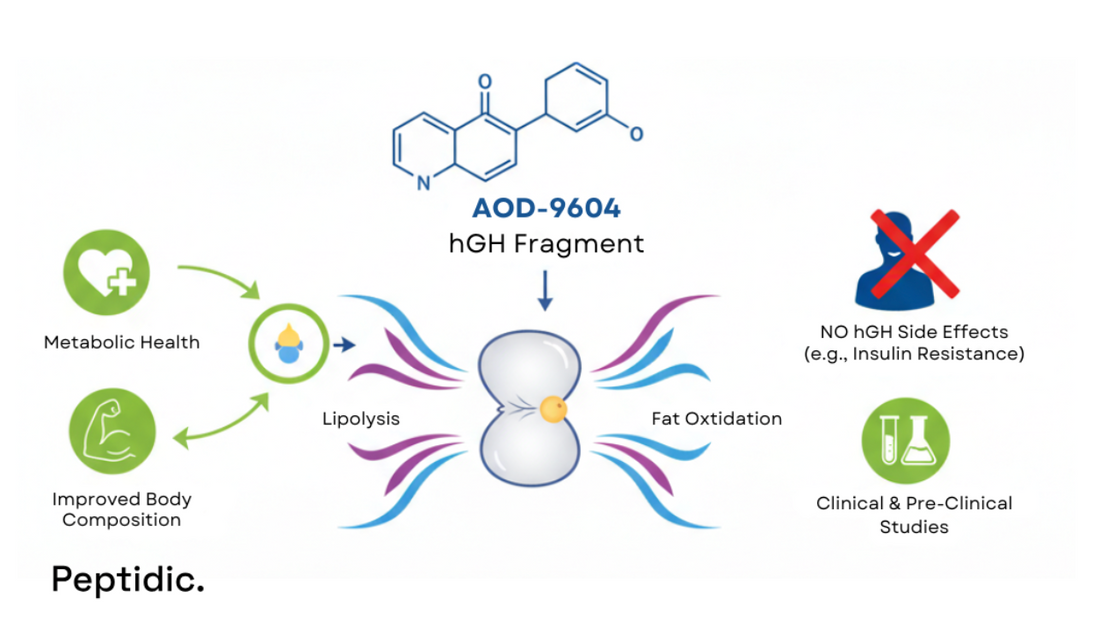 Illustration showing AOD-9604 peptide mechanism targeting fat metabolism and promoting lipolysis.