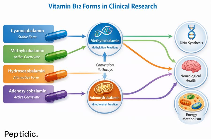 Vitamin B12 forms showing roles in DNA synthesis, neurological health, and energy metabolism.