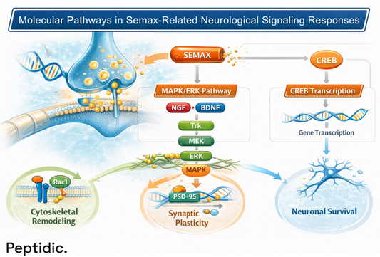 Semax molecular pathways showing MAPK/ERK and CREB signaling, neurotrophin activation, synaptic plasticity, and neuronal survival.