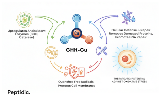 GHK-Cu peptide diagram showing antioxidant enzyme activation, cellular repair, and oxidative stress regulation.