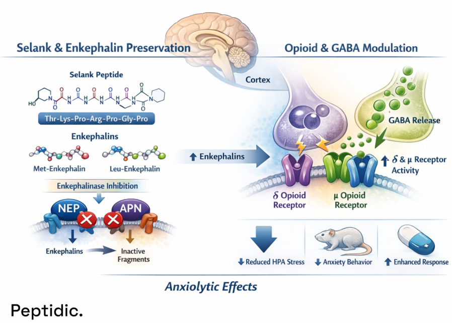 Selank peptide inhibiting enkephalin degradation, enhancing opioid and GABA signaling to produce anxiolytic effects.