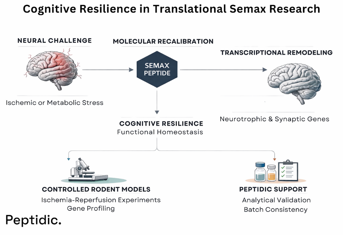 How Is Cognitive Resilience Characterized In Translational Semax Research?