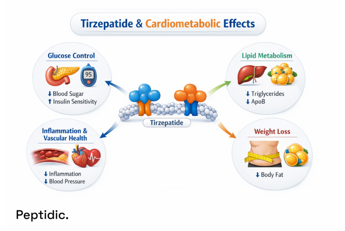 How Does Tirzepatide Affect Cardiometabolic Outcomes in Research Studies?