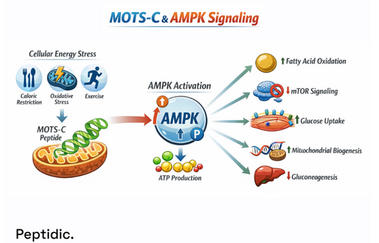 How Does MOTS-C Control AMPK Activity Amidst Cellular Energy Stress?