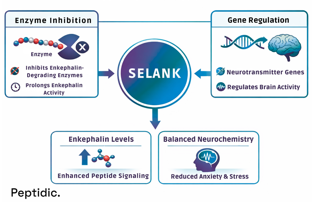 What Neurochemical Changes Has Selank Demonstrated in Controlled Clinical Research?