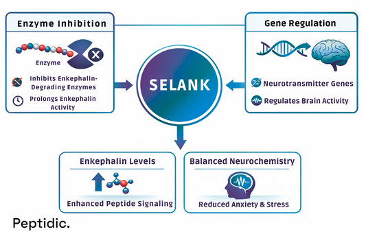 What Neurochemical Changes Has Selank Demonstrated in Controlled Clinical Research?