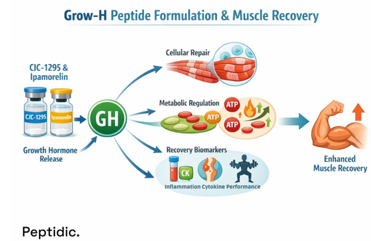 How Does the Grow-H Peptide Formulation Affect Muscle Recovery and Performance Pathways?