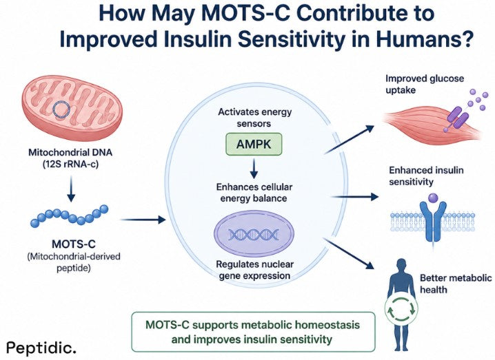 How May MOTS-C Contribute to Improved Insulin Sensitivity in Humans?