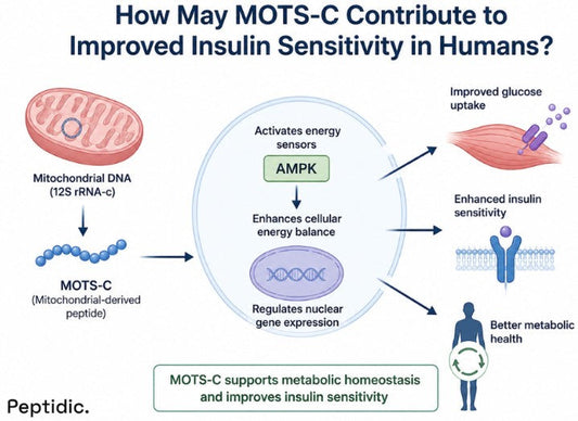 How May MOTS-C Contribute to Improved Insulin Sensitivity in Humans?