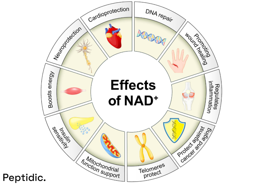 NAD+ biological effects diagram showing DNA repair, mitochondrial function, energy metabolism, inflammation control, and anti-aging pathways.