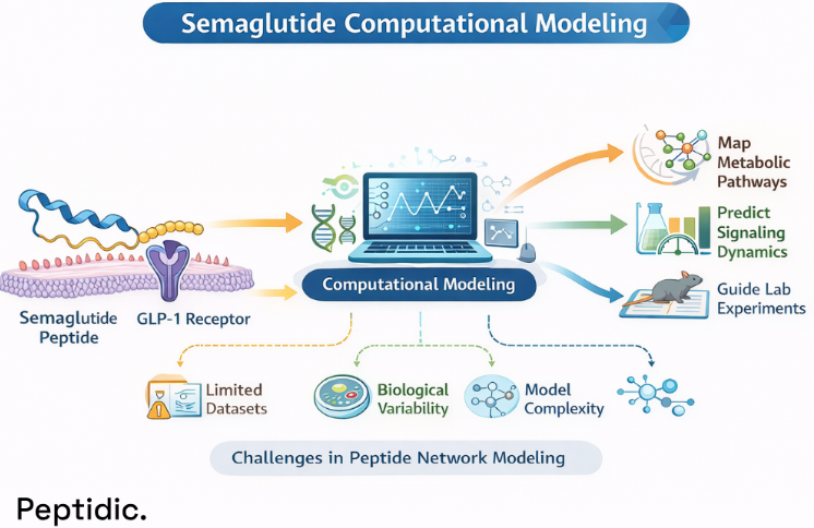 Do Computational Models Analyze Semaglutide's Effect on GLP-1 Signaling in Metabolism?