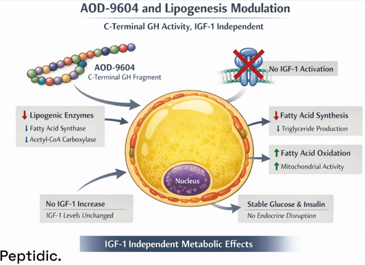 Scientific schematic depicting AOD-9604 associated lipogenesis reduction, C-terminal growth hormone signaling isolation, adipocyte enzyme regulation, and IGF-1–independent metabolic pathways.