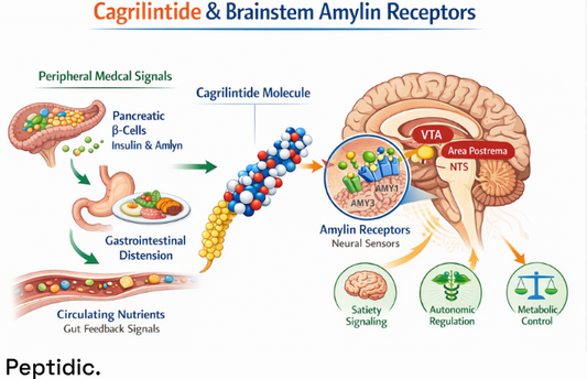 Do Cagrilintide and Brainstem Amylin Receptors Integrate Metabolic Signals to Regulate Satiety?