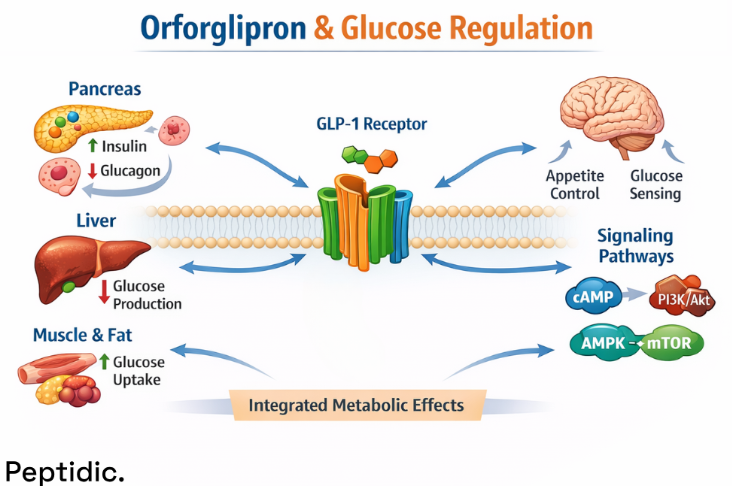 How Does Orforglipron Modulate Systemic Glucose Control Pathways in Experimental Research?