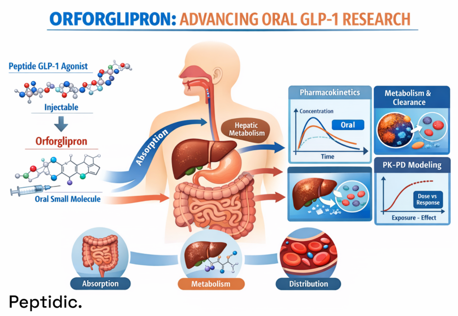 Orforglipron oral GLP-1 agonist diagram showing absorption, hepatic metabolism, distribution, pharmacokinetics, and PK-PD modeling compared with injectable peptide GLP-1 agonists.