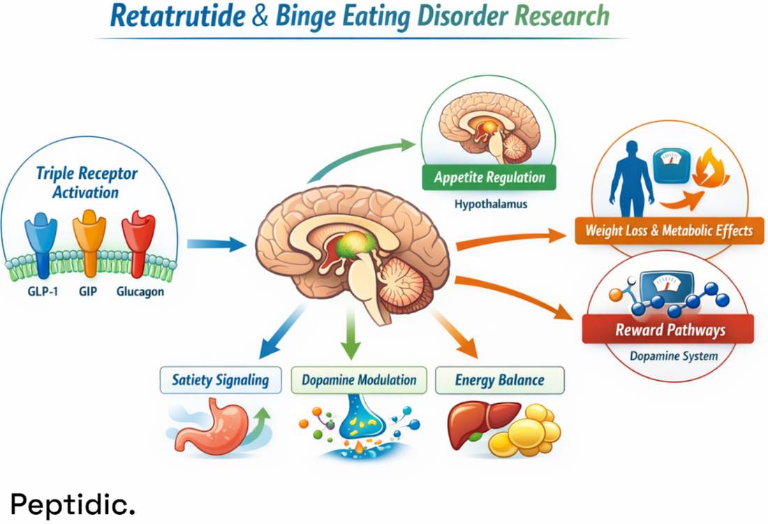 Retatrutide triple agonist infographic showing appetite regulation and binge eating pathways.