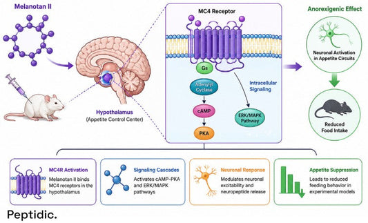 How Is Melanotan II Used in Experimental MC4R Feeding-Behavior Research?