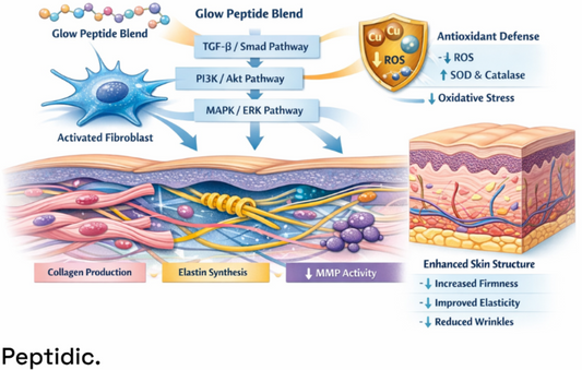 Glow Peptide Blend activating fibroblast pathways to boost collagen, elastin, antioxidant defense, and improve skin structure.