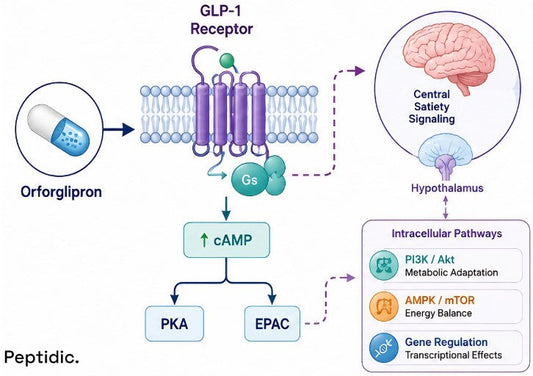 How Does Orforglipron Influence Appetite-Related Metabolic Signaling?