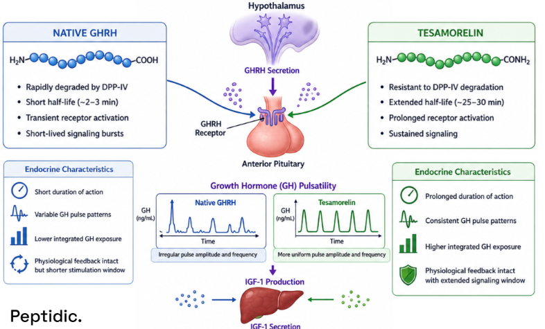 How Does Tesamorelin Regulate Endocrine Function Compared With Native GHRH?