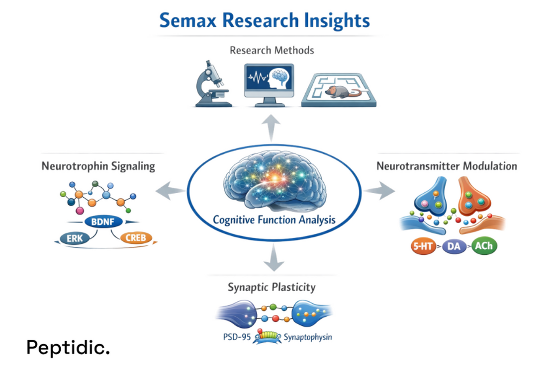 Can Clinical Research Clarify the Role of Semax in Focus and Executive Function Signaling?