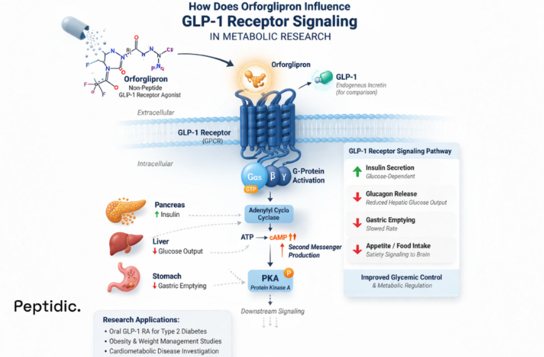 How Does Orforglipron Influence GLP-1 Receptor Signaling in Metabolic Research?