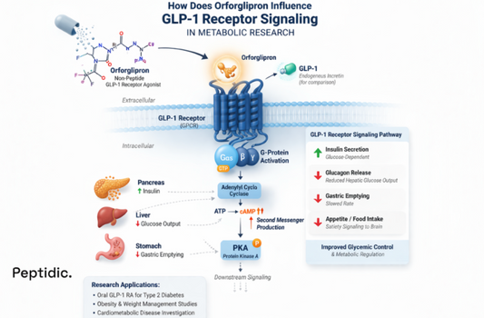 How Does Orforglipron Influence GLP-1 Receptor Signaling in Metabolic Research?