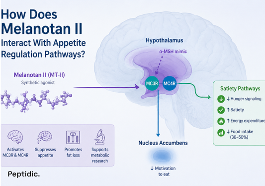 How Does Melanotan II Interact With Appetite Regulation Pathways?