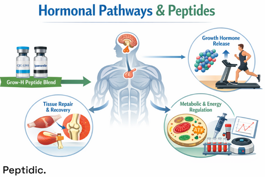 Which Hormonal Signaling Pathways May Respond to the Grow-H Peptide Blend During Physical Stress?