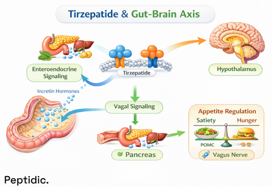 How Does Tirzepatide Interact with the Gut–Brain Axis in Metabolic Control?