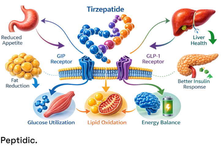 How Tirzepatide Regulates Nutrient Partitioning, Glucose Utilization, and Energy Metabolism?