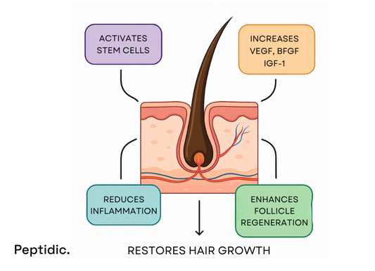GHK Cu stimulates stem cells, reduces inflammation, and restores healthy hair growth.