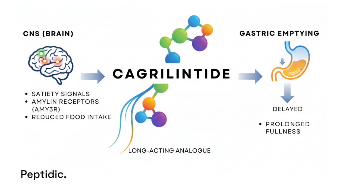 Diagram image showing Cagrilintide peptide mechanism for appetite regulation and metabolism.