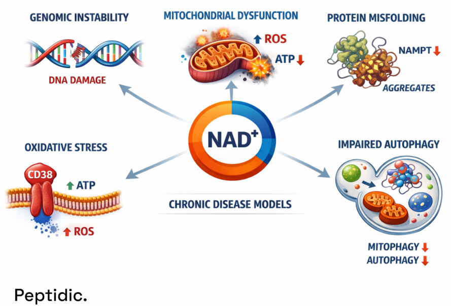 Diagram showing NAD⁺ depletion linked to mitochondrial dysfunction, DNA damage, oxidative stress, protein misfolding, and impaired autophagy.