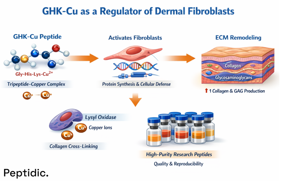 Infographic showing GHK-Cu activating dermal fibroblasts to increase collagen, glycosaminoglycans, and extracellular matrix remodeling.