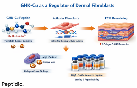 Infographic showing GHK-Cu activating dermal fibroblasts to increase collagen, glycosaminoglycans, and extracellular matrix remodeling.