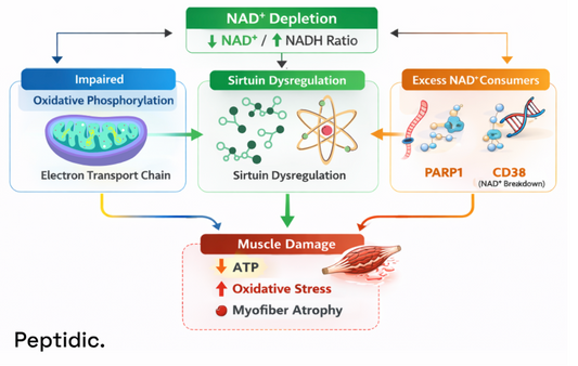 Is Disrupted NAD⁺ Regulation Linked To Mitochondrial Myopathies Research?