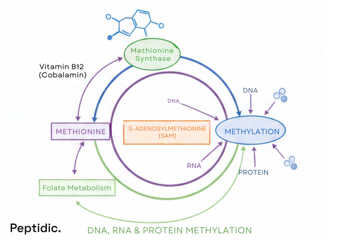 Diagram showing Vitamin B12 pathways influencing methylation, DNA stability, and cellular metabolic regulation.