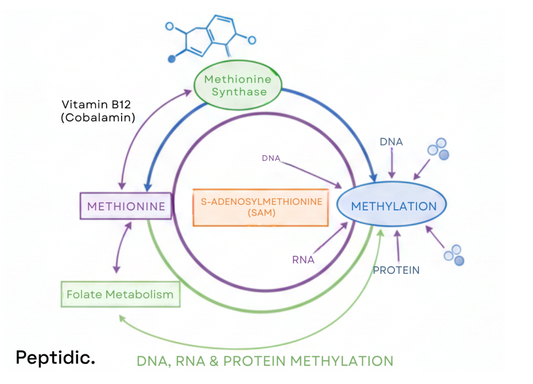 Diagram showing Vitamin B12 pathways influencing methylation, DNA stability, and cellular metabolic regulation.