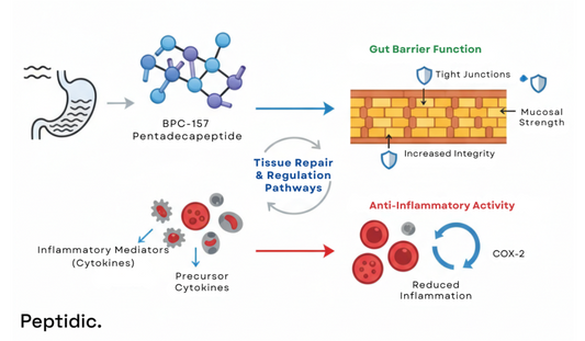Diagram showing BPC-157’s preclinical effects on gut integrity and inflammatory pathways.