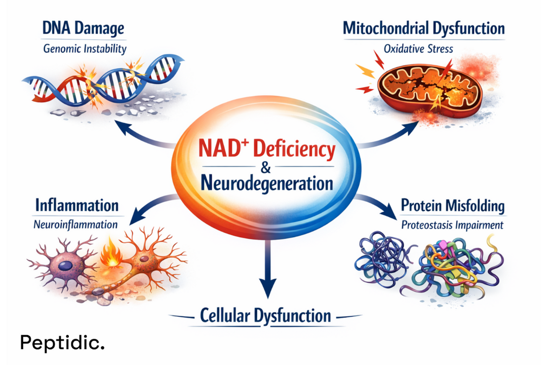 Diagram showing how NAD⁺ deficiency drives neurodegeneration through DNA damage, mitochondrial dysfunction, inflammation, protein misfolding, and cellular dysfunction.