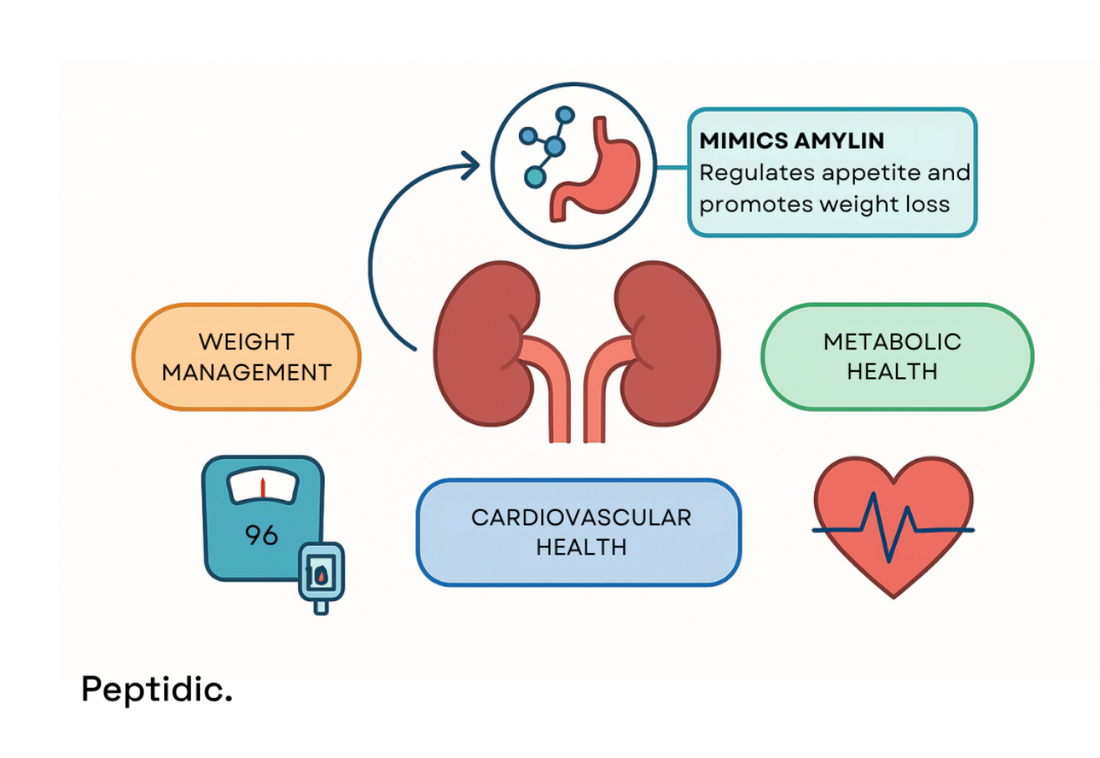 Diagram image showing Cagrilintide’s benefits for kidney, metabolic, and cardiovascular health in CKD.