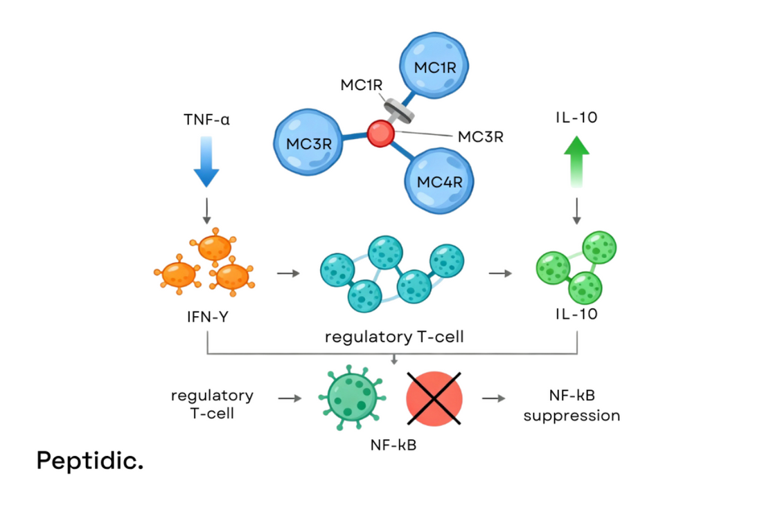 Melanocortin receptors regulate cytokines, enhance T-cell activity, and suppress NF-κB inflammation.