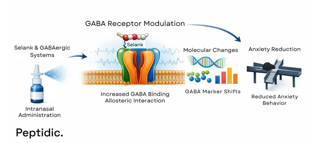 Diagram illustrating Selank interaction with GABAergic receptors, molecular markers, and preclinical behavioral modulation.