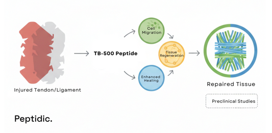 Diagram showing TB-500’s proposed preclinical mechanisms in soft-tissue repair and tendon recovery.